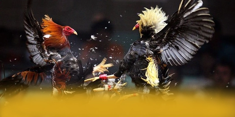 AU88 - Sảnh game đáng trải nghiệm trong giới game thủ AU88 - Sảnh game đáng trải nghiệm trong giới game thủ