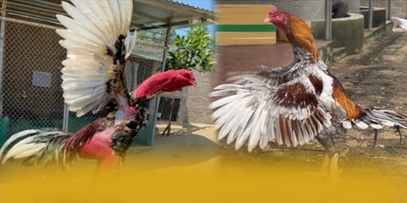 B52 - Kết luận tổng thể về nền tảng này từ cộng đồng game thủ.