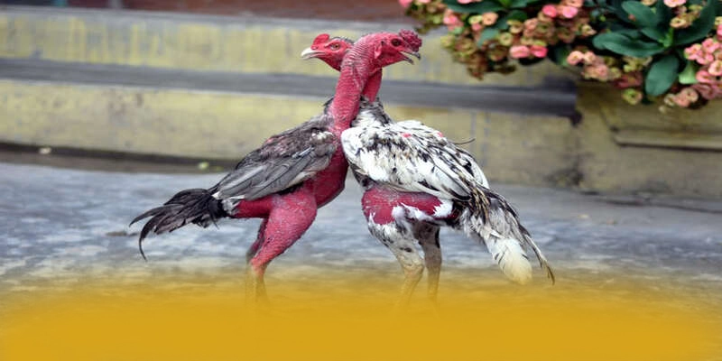 AU88 - Cổng game mang đến thế giới game đa dạng 2025 – Trải nghiệm AU88 AU88 - Cổng game mang đến thế giới game đa dạng 2025 – Trải nghiệm AU88