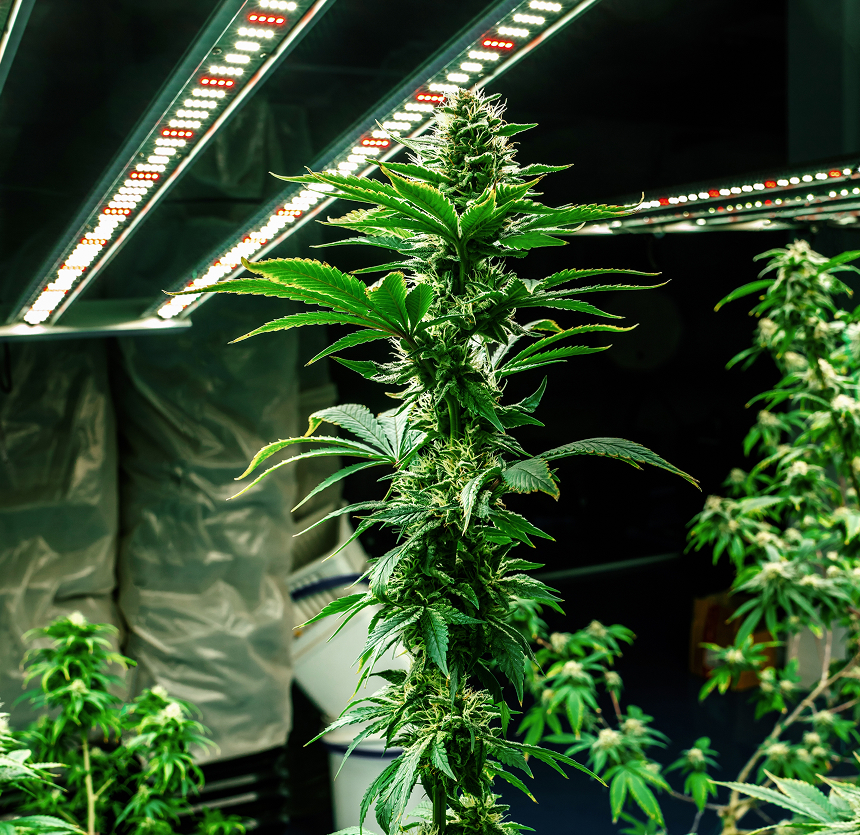 the dispensaries nj premium cannabis stores in union and somerset